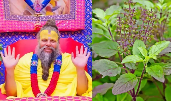 घर के आंगन में तुलसी ज्यादा फैल जाए तो क्या करना चाहिए?