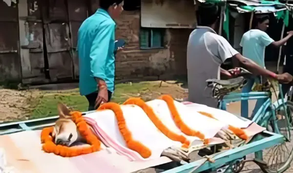 ओडिशा से सामने आई वफादारी और बहादुरी की मिसाल