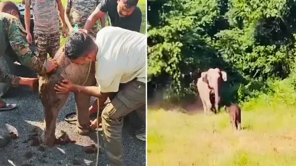 7 घंटे बाद मां से मिला नन्हा हाथी, भावुक हुआ हर कोई