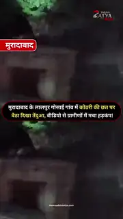 घर की छत पर बैठा दिखाई दिया तेंदुआ