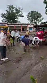 जब नहीं सुनी फरियाद तो बस स्टैंड में ही उगा दी धान की फसल!