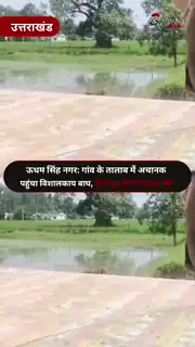 Tiger Spotted Swimming In Pond