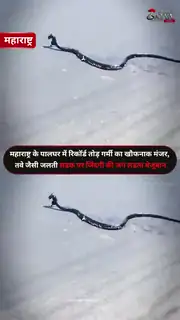 तपती सड़क पार नहीं कर पाया सांप