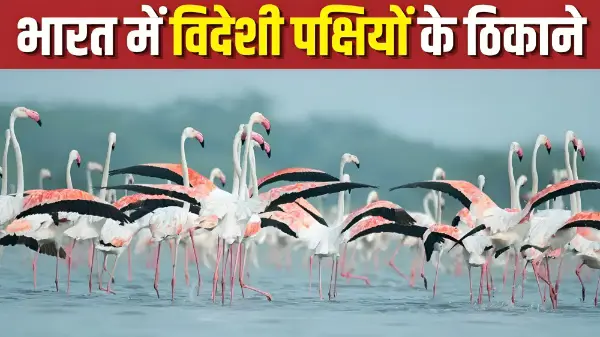 सर्दियों में प्रवासी पक्षियों को देखने के लिए भारत की 5 शानदार जगहें