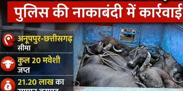 3 पिकअप से 20 मवेशी बरामद, 21.20 लाख का सामान जब्त