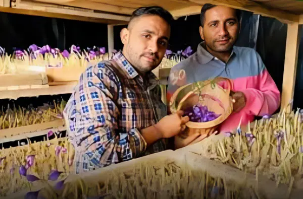 सूरत के प्रणय सोलंकी ने 1.5 फीट के कमरे में उगाया ‘लाल सोना’